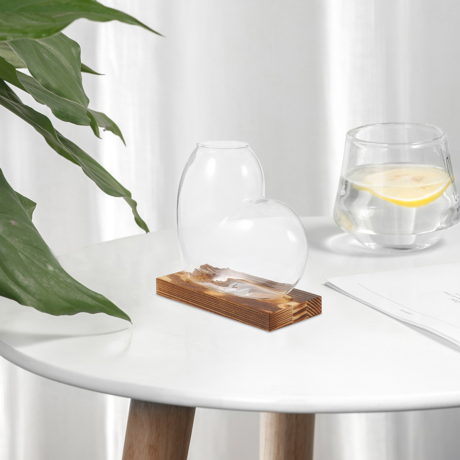 Hydroponic Glass Vase Transpar - Propagation Station Vase review and price