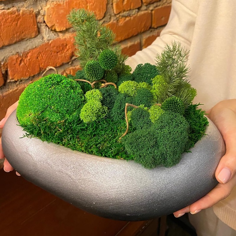Artificial Green Moss Plants D - Sphagnum Moss Dry review and price