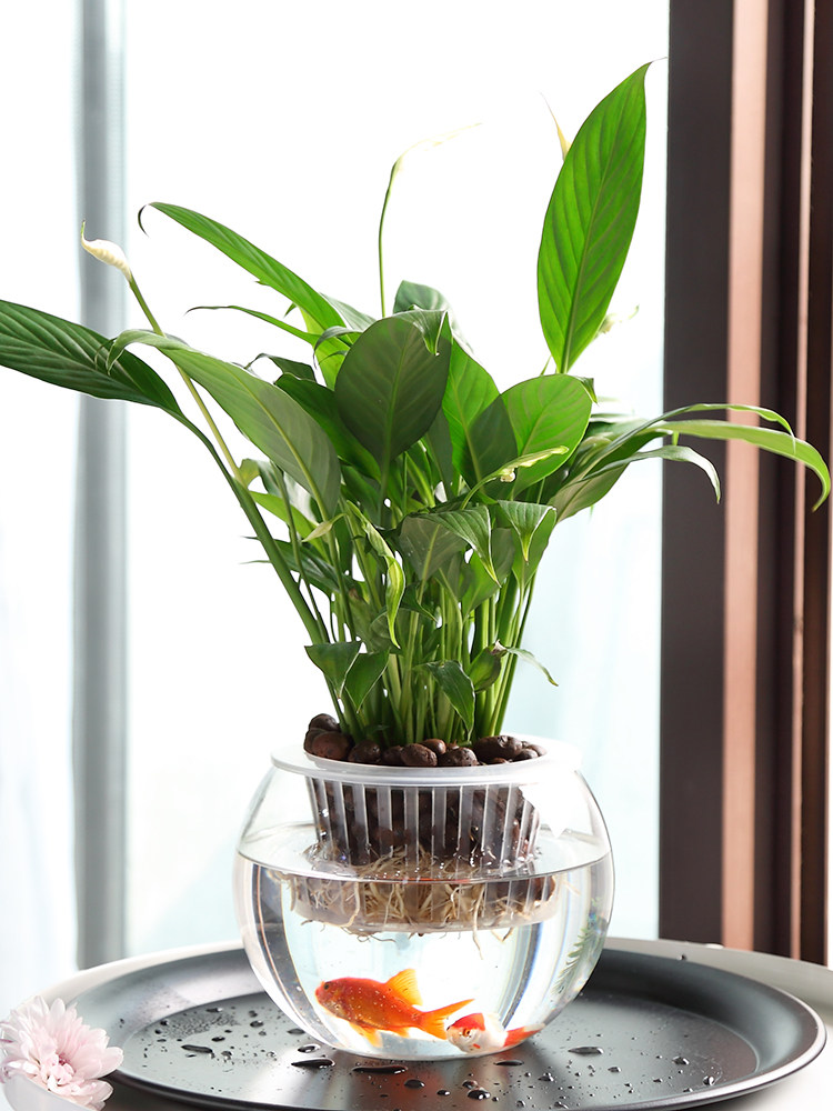 Hydroponic Glass Vase Glass Gr - Propagation Station Vase review and price